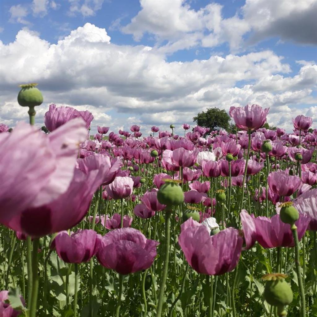 Lila Mohnblumen mit Wolkenhimmel